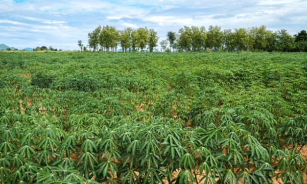 NADF rallies FMN, NOVA Bank for N1.5bn agric fund on plantation