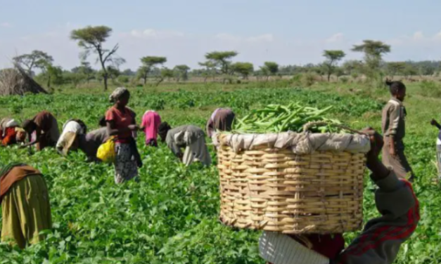 Bank credit to Nigeria’s agric sector rose from about N1.46trn in 2021 to N3.81trn by January 2026 — Regius Capital