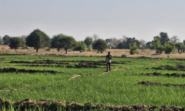 NIRSAL: Bridging Nigeria’s agricultural credit gap