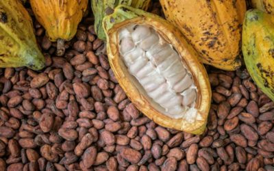 Experts say Africa could unlock $8.6trn by ending raw resource exports