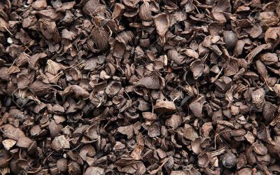 Uproar in eastern ports over suspension of export of palm kernel shell cargo from Nigeria